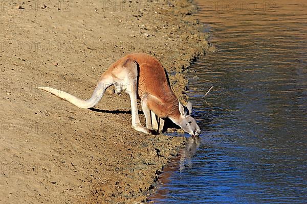 Red kangaroo