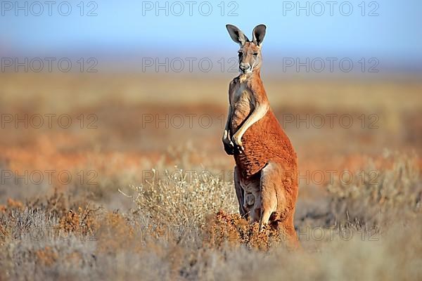 Red kangaroo