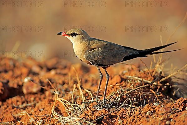 Australian pratincole