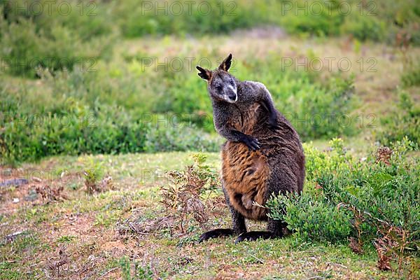 Swamp wallaby