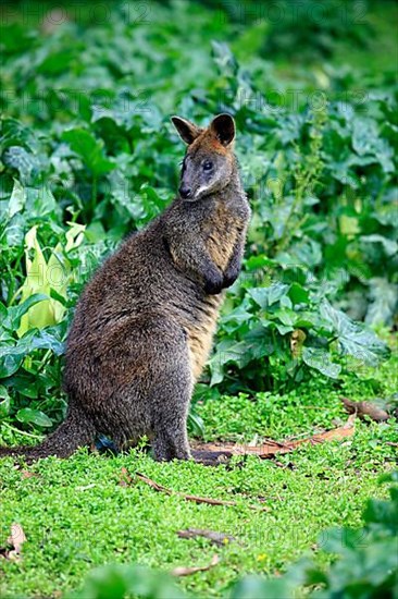 Swamp wallaby