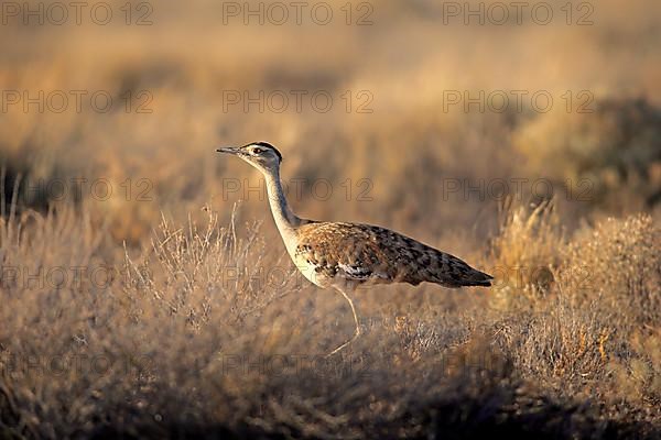 Australian bustard