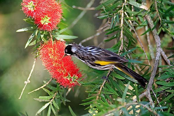 New holland honeyeater