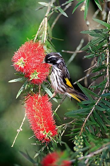 New holland honeyeater