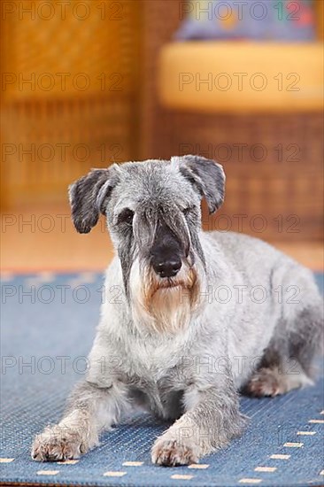 Medium Schnauzer