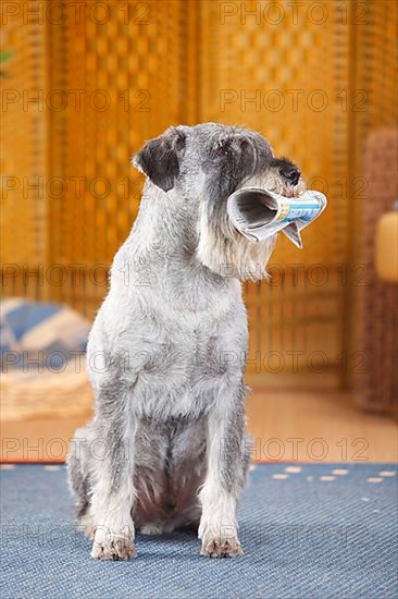 Medium Schnauzer