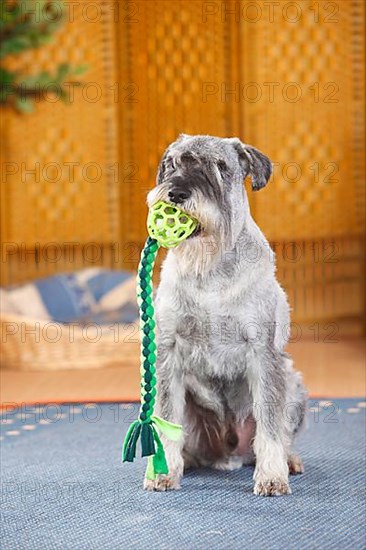 Medium Schnauzer