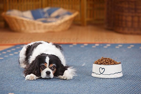 Cavalier King Charles Spaniel