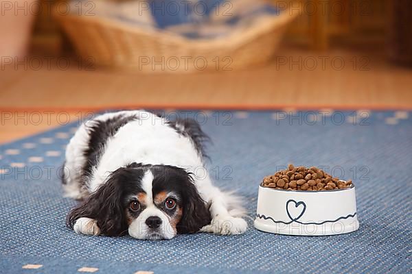 Cavalier King Charles Spaniel