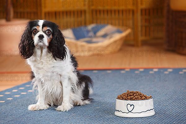 Cavalier King Charles Spaniel