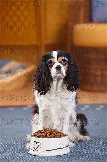 Cavalier King Charles Spaniel