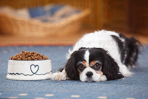 Cavalier King Charles Spaniel