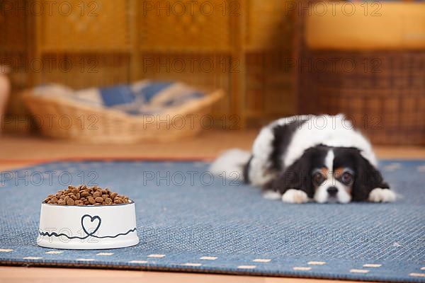 Cavalier King Charles Spaniel