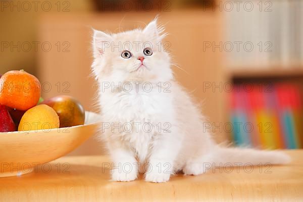 British Longhair