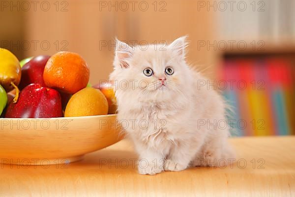 British Longhair