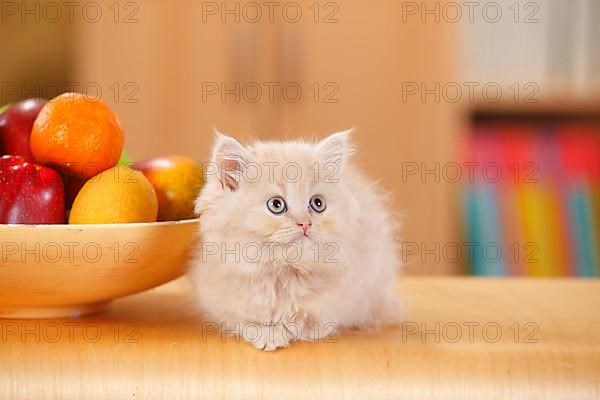 British Longhair