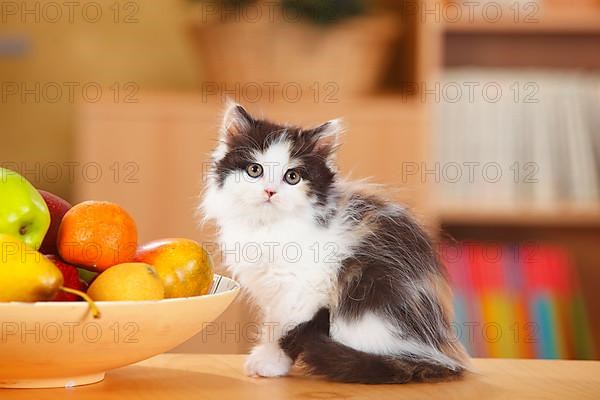 British Longhair