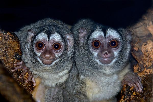 Eastern grey-throated night monkey