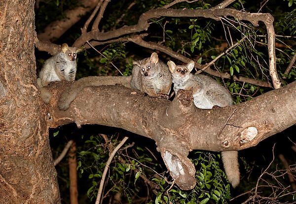 Brown Greater brown greater galago