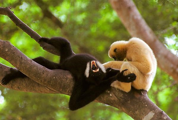 Northern northern white-cheeked gibbon