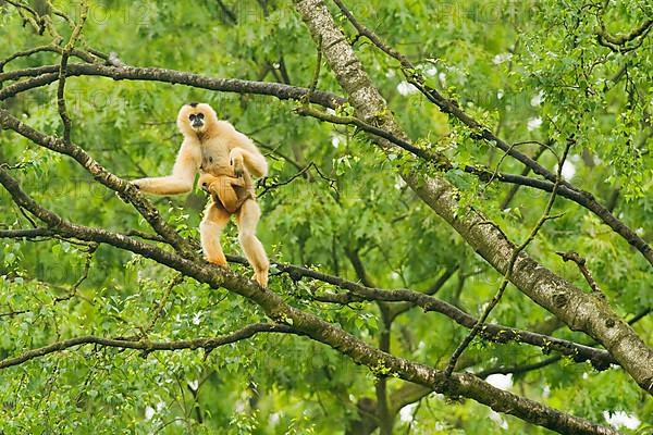 Northern northern white-cheeked gibbon