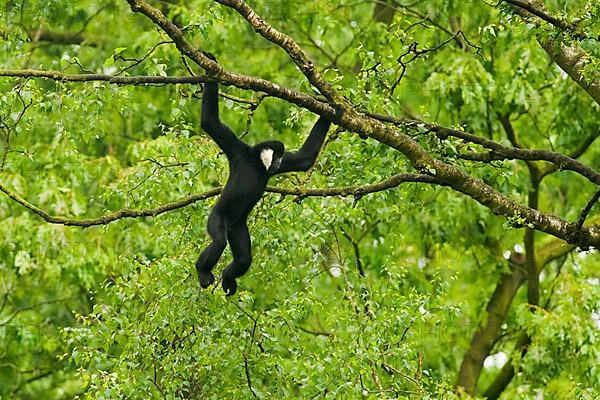 Northern northern white-cheeked gibbon