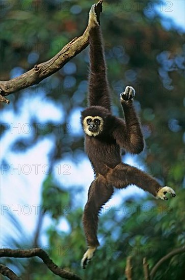 White-handed Gibbon