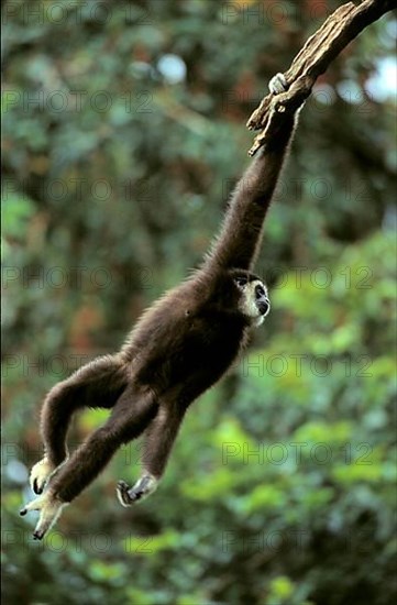 White-handed Gibbon