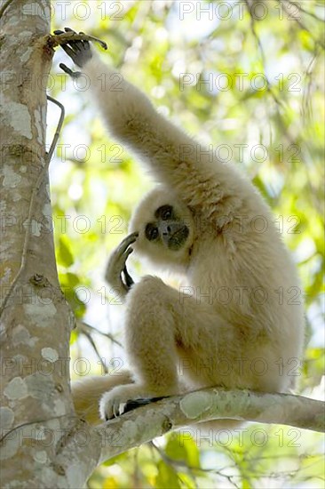 Common Gibbon