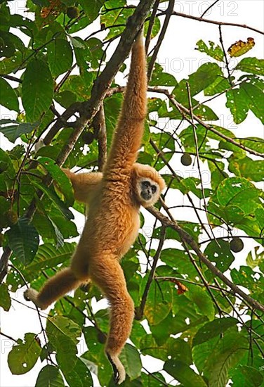 Common gibbon