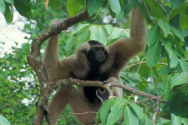 Pileated gibbon