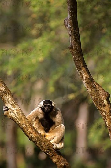 Pileated gibbon