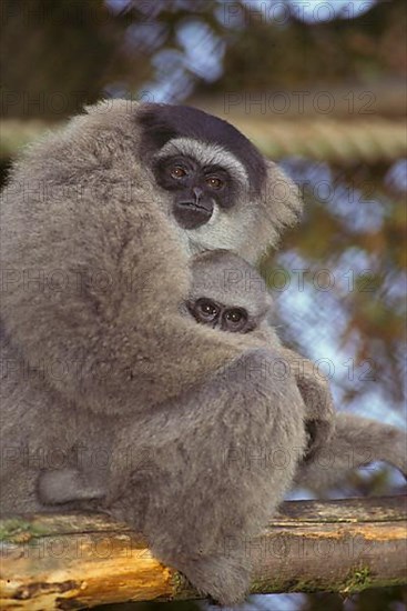 Silvery Gibbon