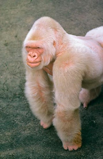 Western lowland gorilla