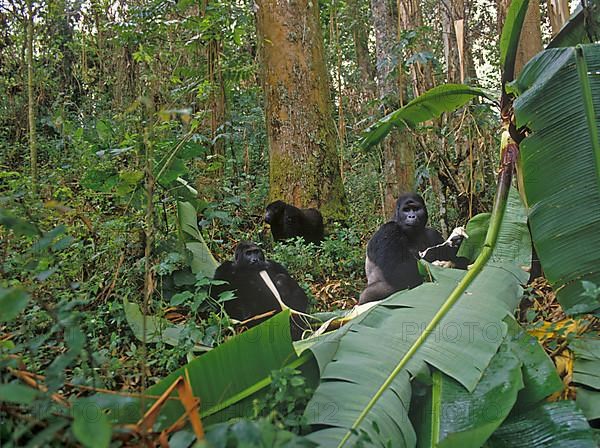 Eastern lowland gorilla