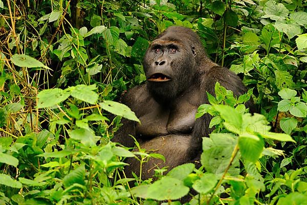 Eastern lowland gorilla