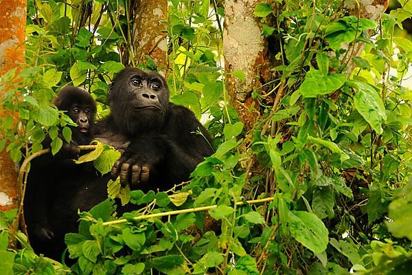 Eastern lowland gorilla