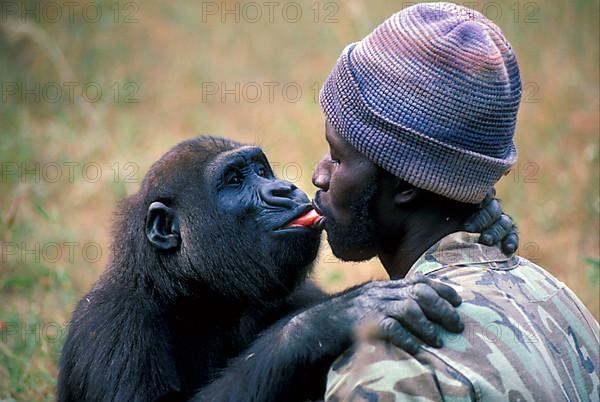 Western lowland gorilla