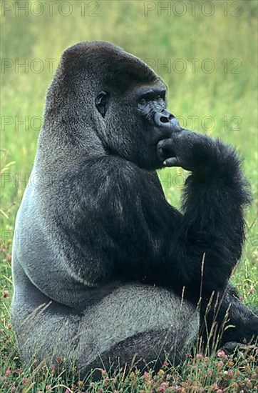 Western lowland gorilla