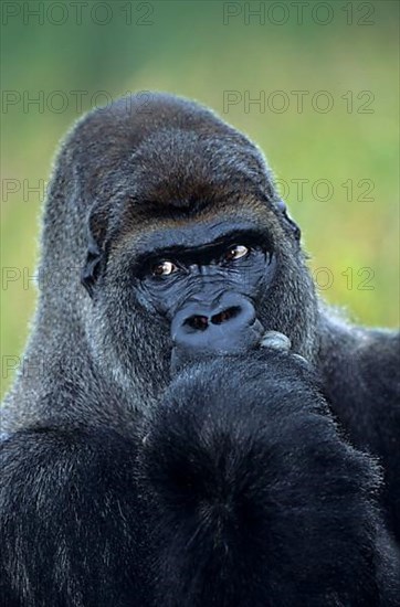 Western lowland gorilla