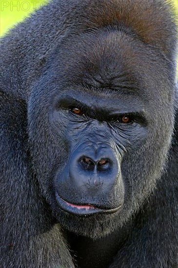 Western lowland gorilla