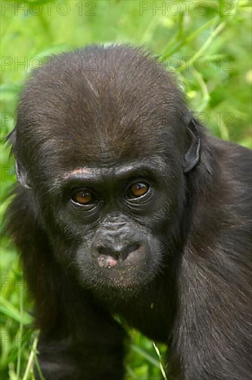 Western lowland gorilla