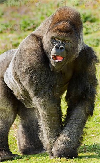 Western lowland gorilla