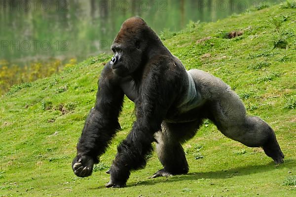 Western lowland gorilla