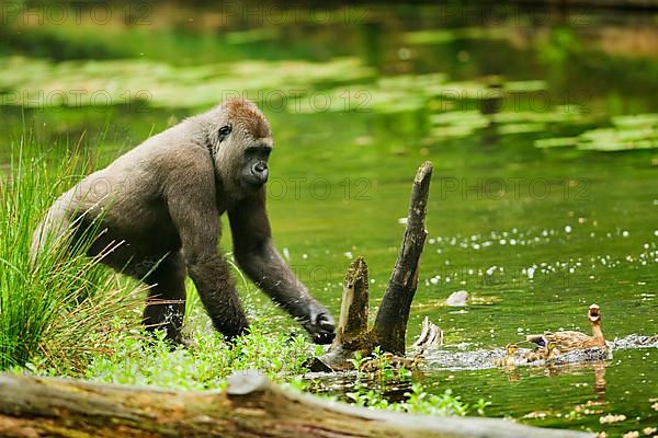 Western lowland gorilla