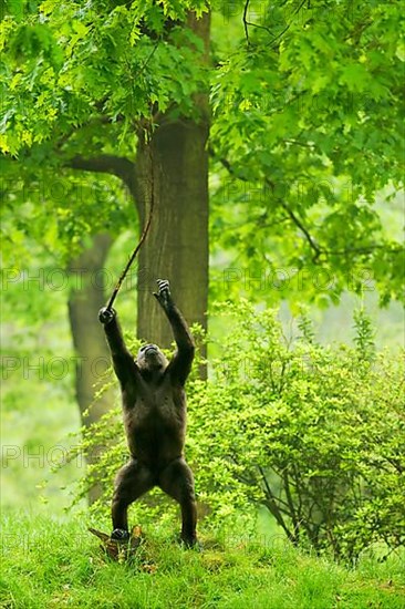 Western lowland gorilla