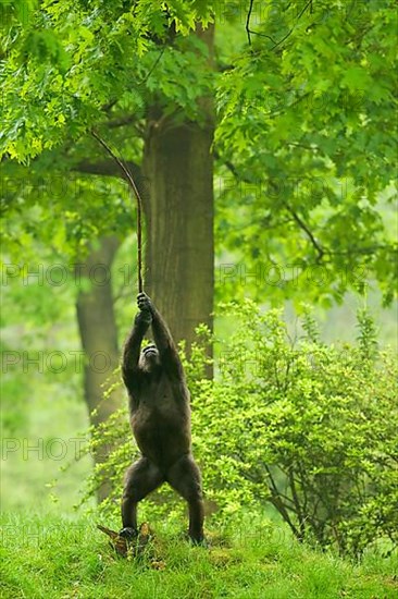 Western lowland gorilla