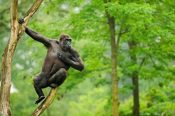 Western lowland gorilla