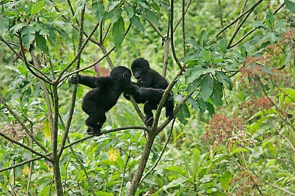 Mountain gorilla