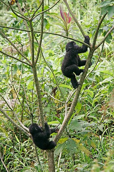 Mountain gorilla